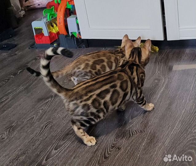 Бенгальская кошка