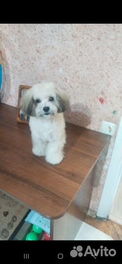 Малышка на продажу