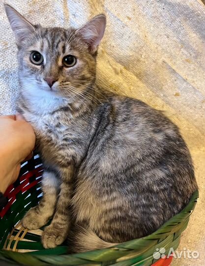 Карамелька ищет хозяев