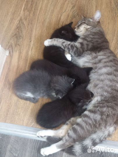 Сибирская кошка