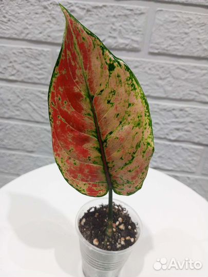 Аглаонемы сортовые