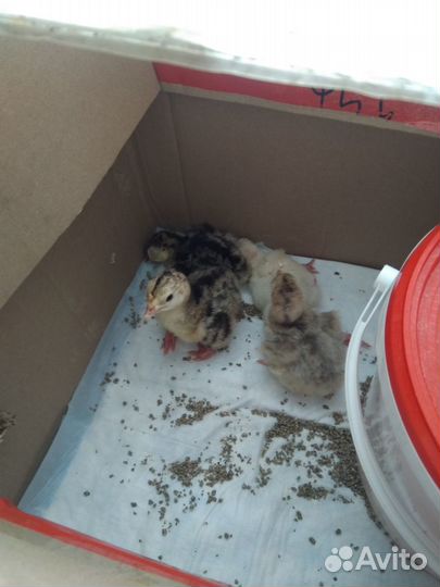 Индюшата.Индоутята.Цесарята. Селезень Индоутки