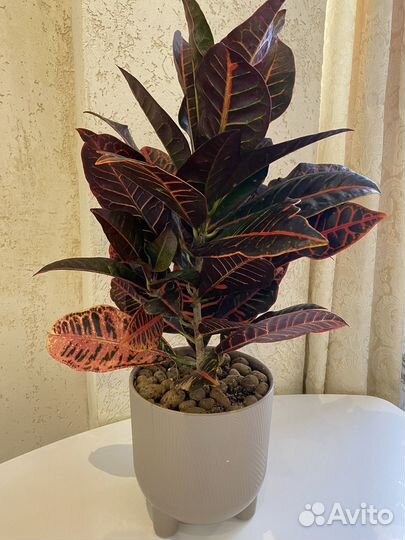 Кротон петра