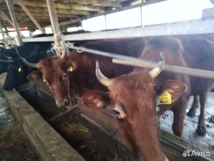 Телки стельные