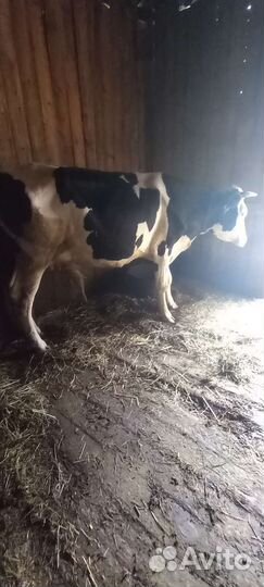 Корова с теленком