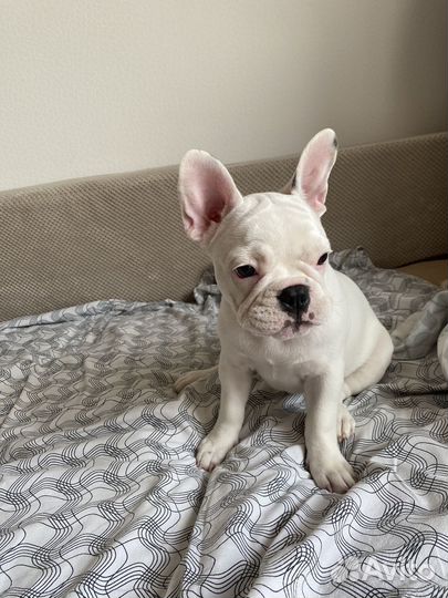 Французский бульдог девочка