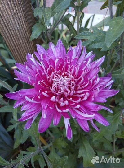 Корейские зимующие хризантемы