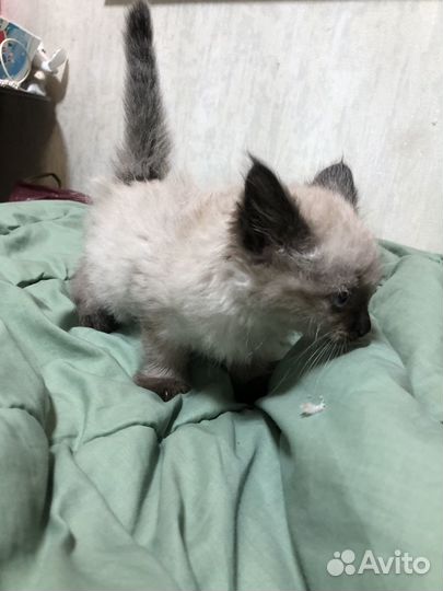 Котенок