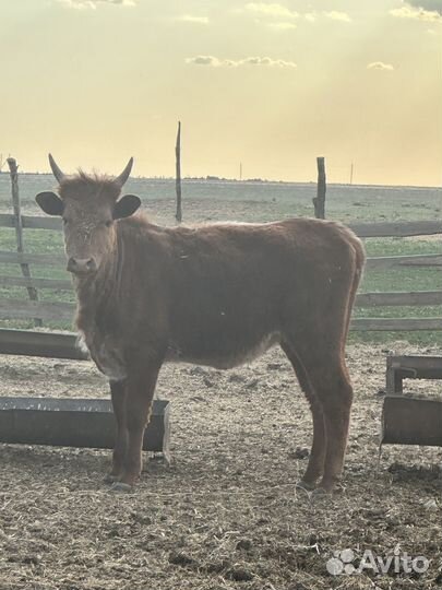 Тёлки 1,6 мес