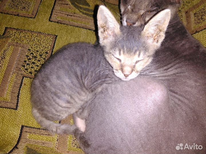 Кошки донской сфинкс