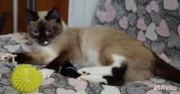 Её ждёт улица и смерть