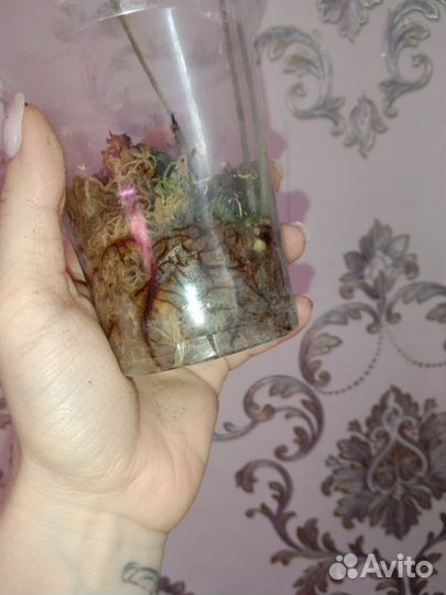 Папоротник флебодиум давана