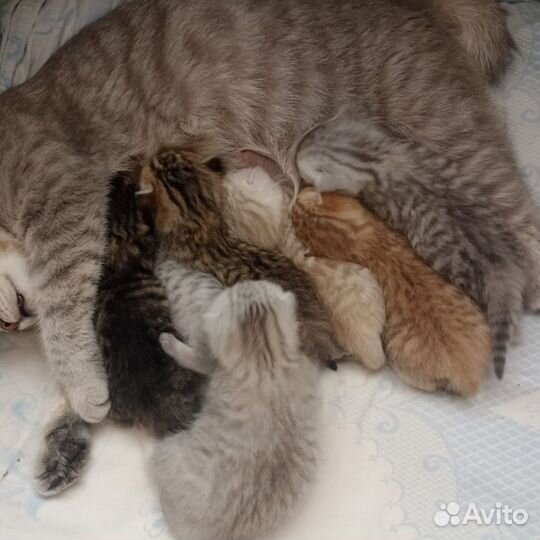 Шотландские котята