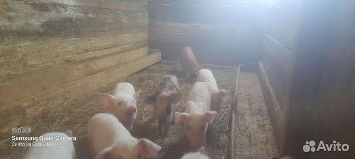 Поросята