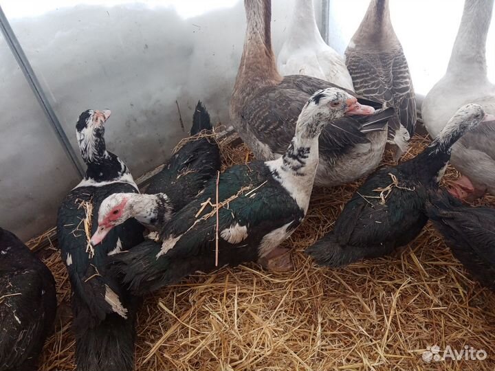 Селезни, утки