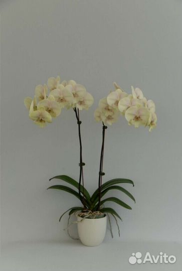 Подростки орхидей фаленопсис