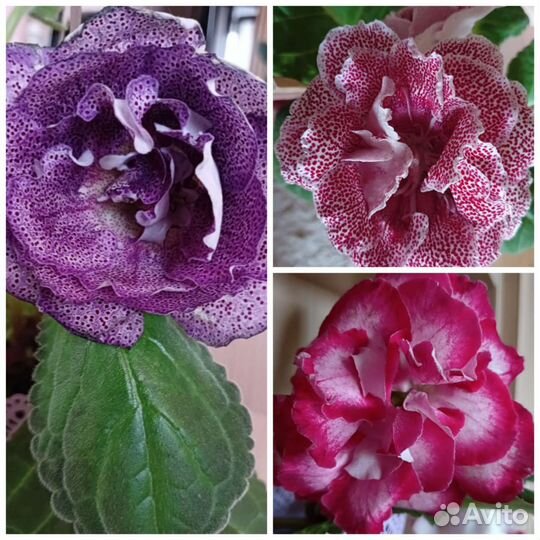 Глоксиния, бегония,пеперомия