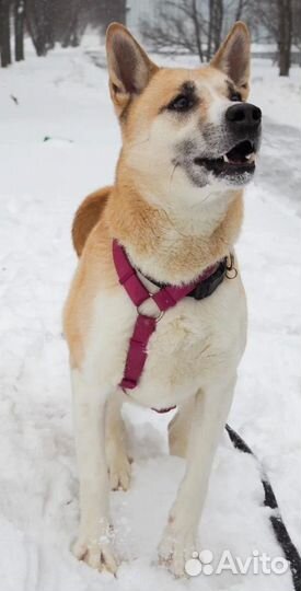 Спасите Макса