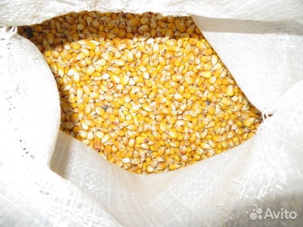 Зерно кукуруза, пшеница, просо