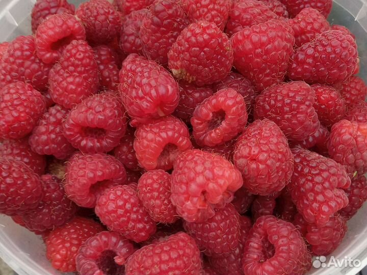 Ремонтантная малина