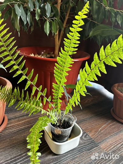 Папоротник