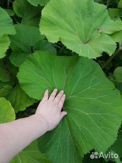 Белокопытень продам. Высота 60-70 см