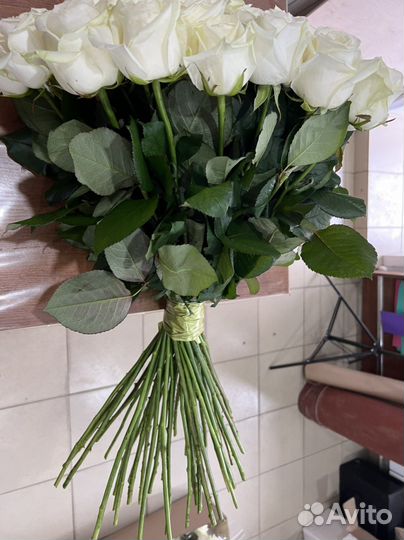 51 белая роза 70 см и 60 см. Розы 25,27,33,51,101