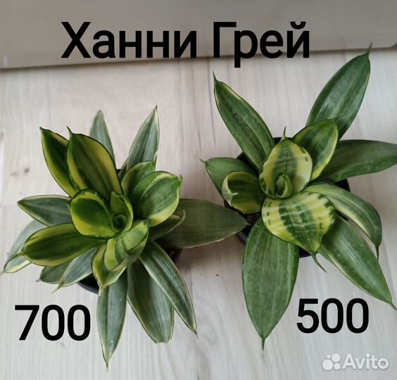 Сансевиерия Сортовая