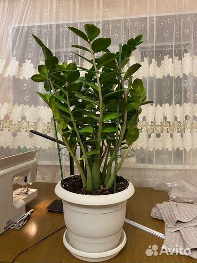 Замиокулькас