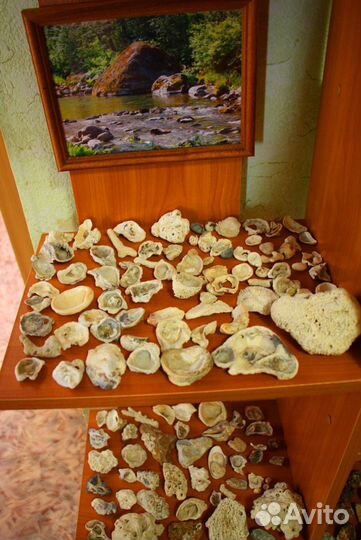 Морские ракушки, красивые камни