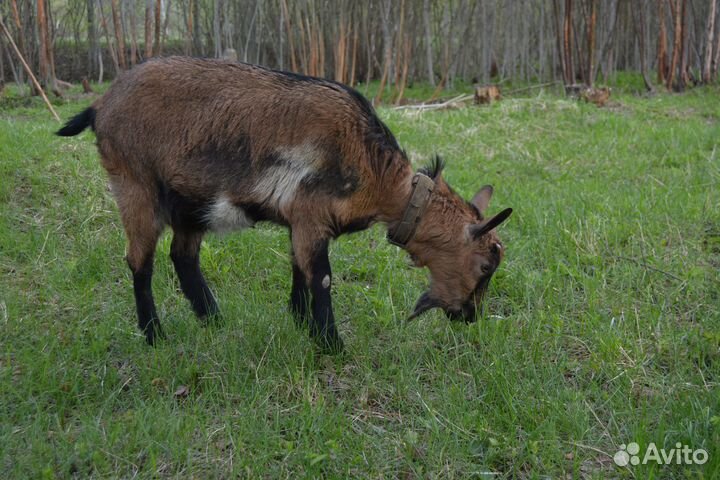 Продам козлёнка на племя