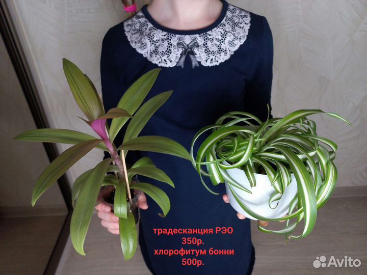 Растения для Вашего дома и квартиры