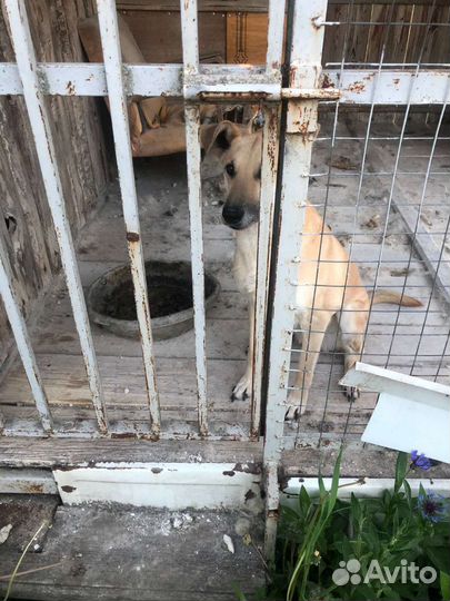 Лабрадор помесь