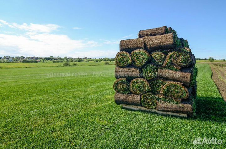 Рулонный газон