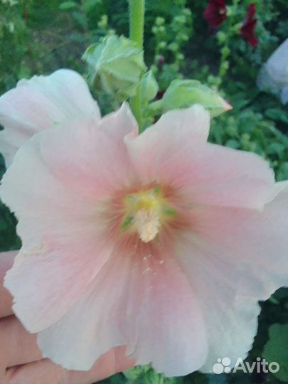 Цветы для сада