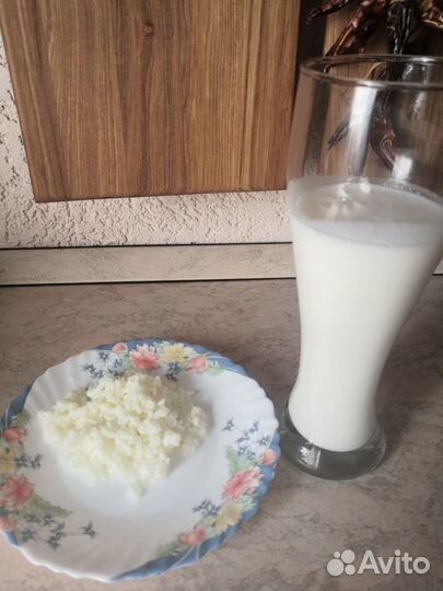 Гриб молочный. Гриб тибетский