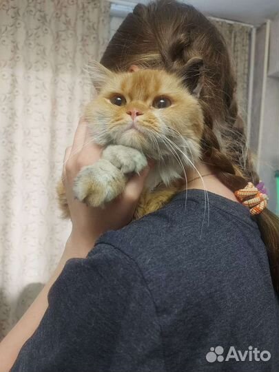 Кошка рыжая