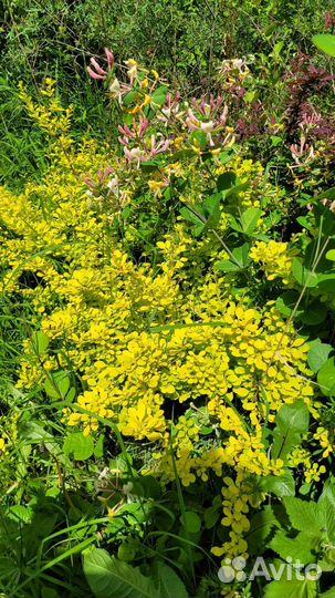 Декоративныйкустарник