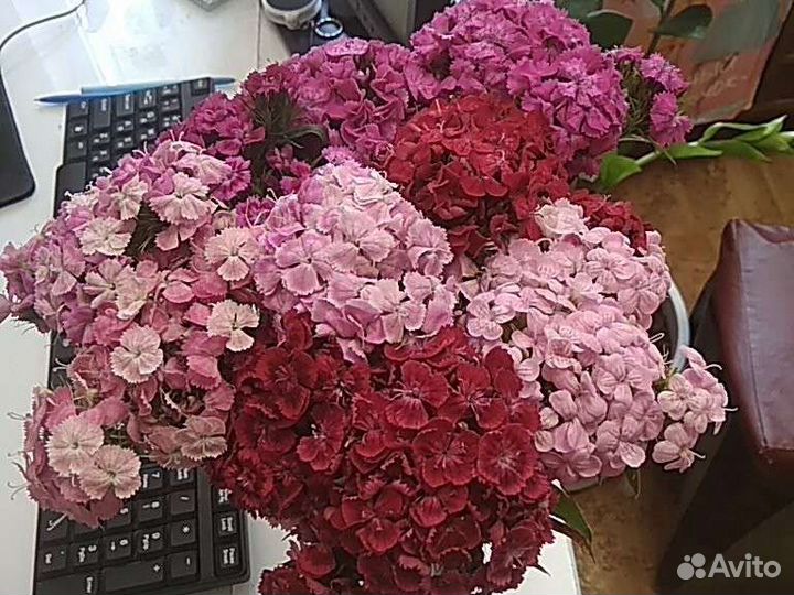 Гвоздика турецкая семена и рассада