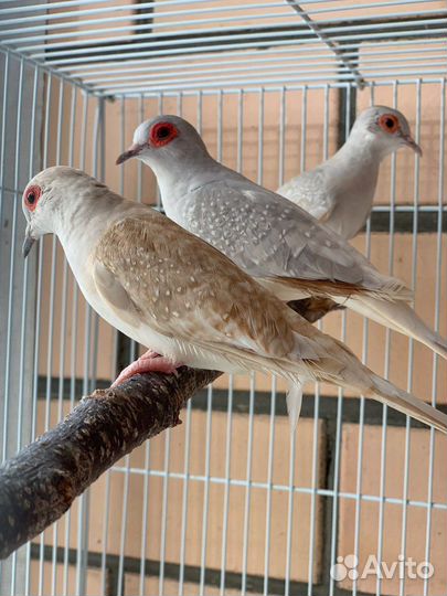 Бриллиантовые горлицы