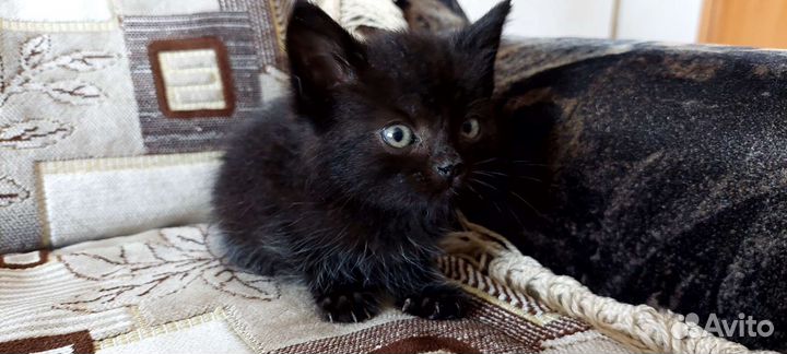 Котята в добрые руки бесплатно