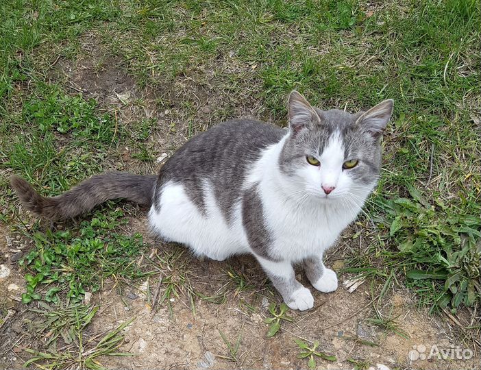 Барсик и Пеструшка ищут дом