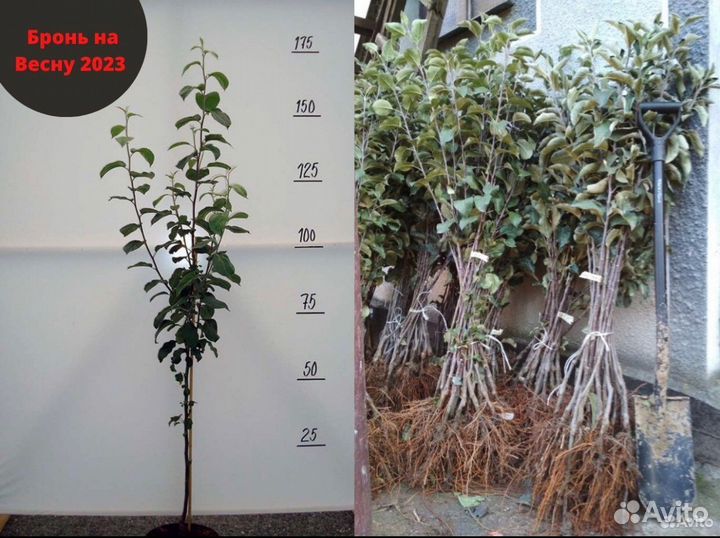 Саженцы яблони. Местное производство