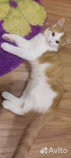 Котик ищет старых или новых хозяев