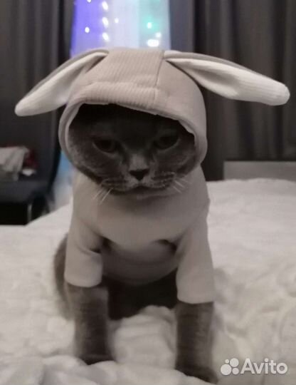 Костюм для животных, цена за 2 шт