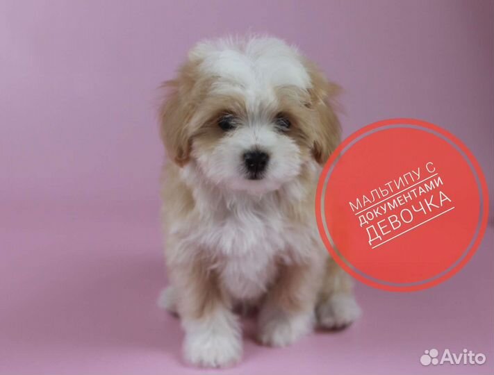 Мальтипу с документами девочка 2 мес