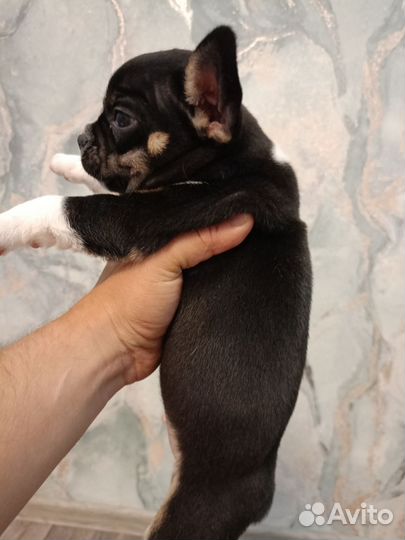 Щенок в добрые руки бесплатно