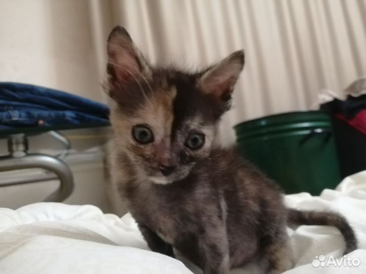 Кошки в добрые руки