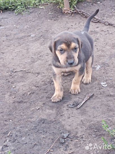 Собаки щенки бесплатно