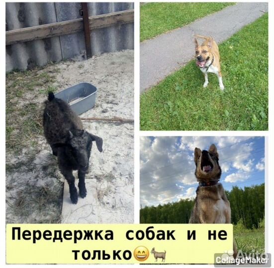 Передержка животных